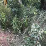 Georgia Power - Landscape damage at utility pole - Photo 10