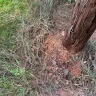 Georgia Power - Landscape damage at utility pole - Photo 4