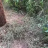 Georgia Power - Landscape damage at utility pole - Photo 5