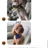 Hoobly - hoobly mini goldendoodle dog scam