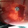 Harley Davidson - rear brake chrome master cylinder cover/replacement fender 2012 1200 sportster seventy-two - Photo 2