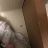 Orkin - cockroaches - Photo 8