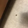 Orkin - cockroaches - Photo 9