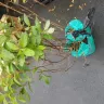 Gardening Express - Supply of plants - Photo 5