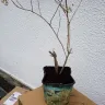 Gardening Express - Supply of plants - Photo 1