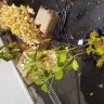 Gardening Express - Supply of plants - Photo 7