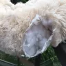 Absolut Pet - donut shaped, faux fur pet bed - Photo 1