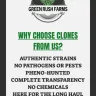 Green Rush Farms - clones - Photo 1