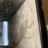 Petco - reptile neglect - Photo 1