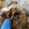 PetSmart - guinea pig - Photo 3