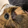 PetSmart - guinea pig - Photo 2