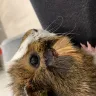 PetSmart - guinea pig - Photo 5