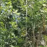 Florida Power & Light [FPL] - neighbors trees