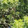Florida Power & Light [FPL] - neighbors trees - Photo 2