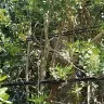 Florida Power & Light [FPL] - neighbors trees - Photo 1