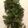 Coles Supermarkets Australia - quality of fresh herbs in store - Photo 1