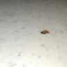 Americas Best Value Inn - roaches - Photo 2