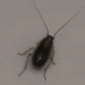Americas Best Value Inn - roaches - Photo 3