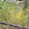 Family Dollar - trash and overgrown weeds - Photo 9