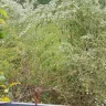 Family Dollar - trash and overgrown weeds - Photo 10