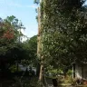 Alabama Power - limb removal from one entire side to the trunk decades old ok tree approx 100' tall