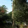 Alabama Power - limb removal from one entire side to the trunk decades old ok tree approx 100' tall - Photo 1