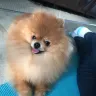 Kartellas Pomeranians - unethical behaviour - bad dog breeder