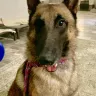 Broadcreek Malinois Maryland - prospective service dog