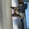 Broadcreek Malinois Maryland - prospective service dog - Photo 1