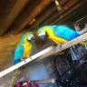 OLX - Pair of macaw selling