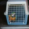 OLX - Pair of macaw selling - Photo 1