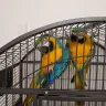 OLX - Pair of macaw selling