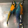 OLX - Pair of macaw selling