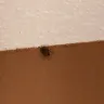 Baymont Inn & Suites - hotel room and service - Photo 1