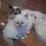 Lil Lion Cattery Persian Jessica Lovett Couch - sells mixed breed kittens as persians to innocent people