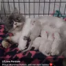 Lil Lion Cattery Persian Jessica Lovett Couch - sells mixed breed kittens as persians to innocent people