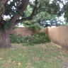 Florida Power & Light [FPL] - tree cutting - Photo 1