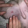 PetSmart - grooming - Photo 2