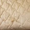 Motel 6 - bed bugs - Photo 3