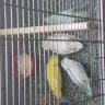 Hoobly - birds - Photo 1