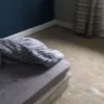 SCS - carpet - Photo 1