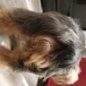 PetSmart - dog bath with anal shave