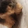 PetSmart - dog bath with anal shave - Photo 2