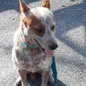 Ruff House Rescue - dog rescue organization - Photo 2