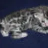 Hoobly - deposit on bengal kitten - Photo 1