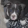 VCA Animal Hospitals - Animal care rights - Photo 1