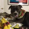 VCA Animal Hospitals - Animal care rights - Photo 2