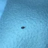 Americas Best Value Inn - bedbugs - Photo 1