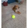 Hoobly - dog abuse - Photo 1