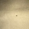 Days Inn - Bed bugs - Photo 2